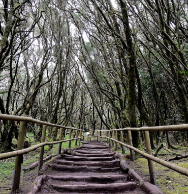 Things To Do In The Canary Islands Garajonay National Park - Discovering Destinations