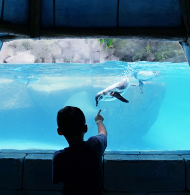 Things to do in Florida SeaWorld Orlando - Discovering Destinations